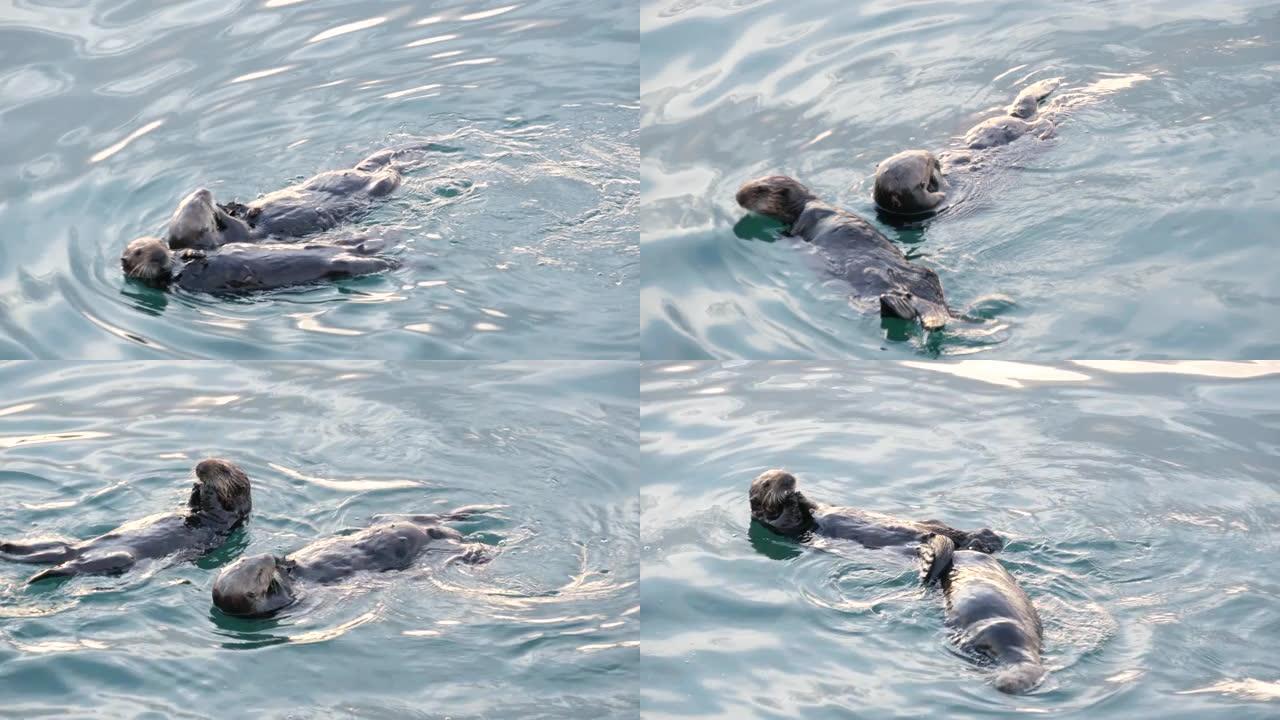 野生海獭海洋动物在海水中游泳，加利福尼亚海岸野生动物。