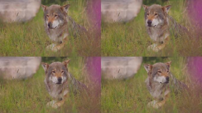 一只成年雄性灰狼的特写镜头在草地上寻找猎物并闻起来