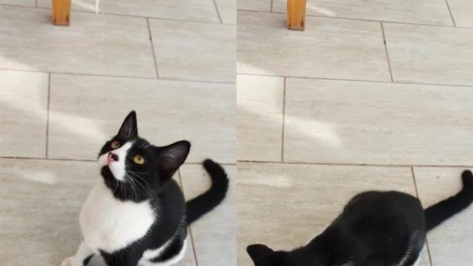 黑白瘦猫坐在地板上，等待食物抬头