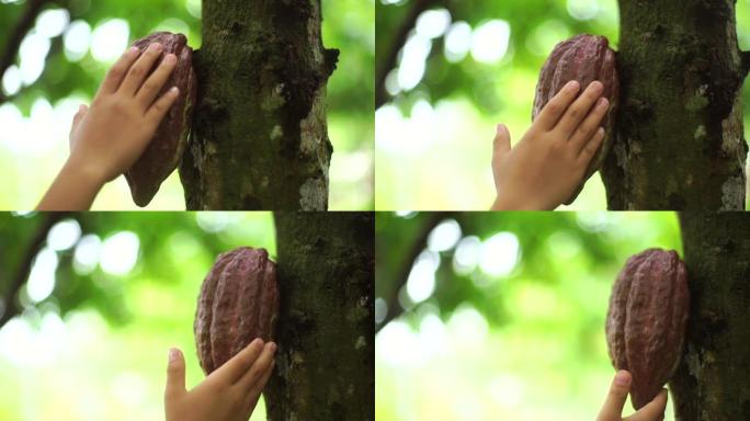 巧克力树 (可可豆) 与水果bokeh背景