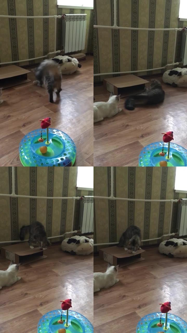 一只虎斑猫在玩玩具老鼠，一只泰国猫在看。垂直视频