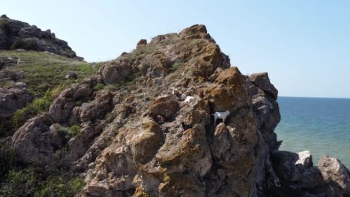 空中无人机拍摄了一只站在悬崖边的山羊