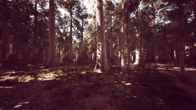 生长在森林中的巨型红杉树或Sierran红木