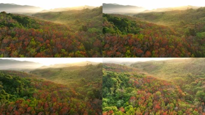 泰国南部秋天橡胶树变色为红叶的空中无人机日出场景