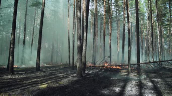 燃烧欧洲的北方松树林。