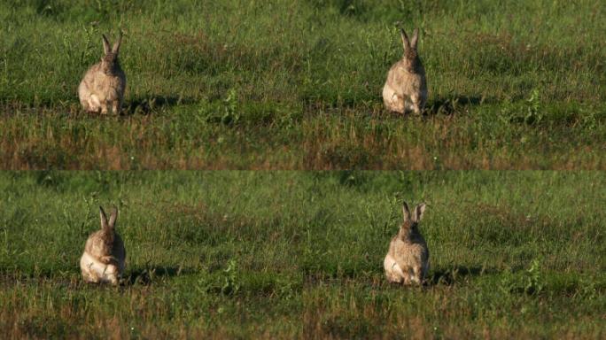 野兔在kosciuszko国家公园进行皮毛和嗅探空气