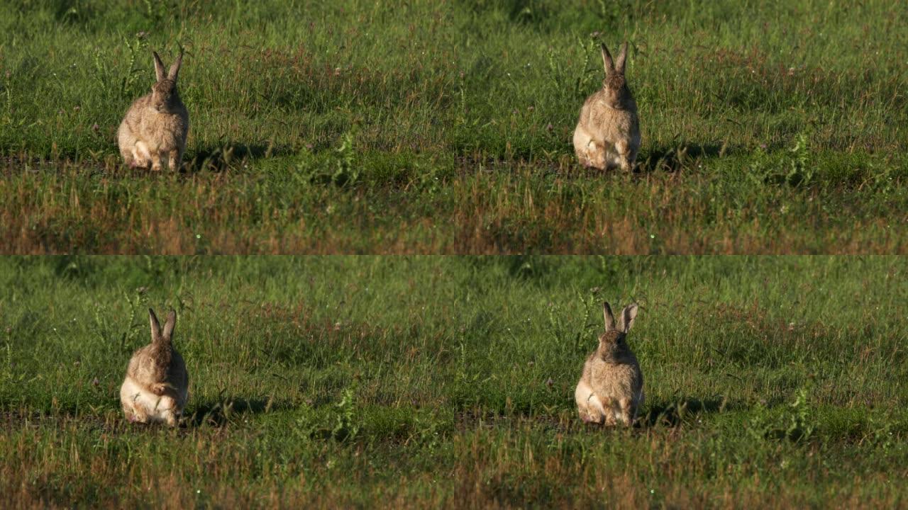 野兔在kosciuszko国家公园进行皮毛和嗅探空气