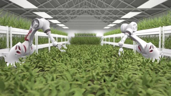 采用先进的机器人进行托盘种植，实现自动化种植过程。未来的健康饮食。农业产业