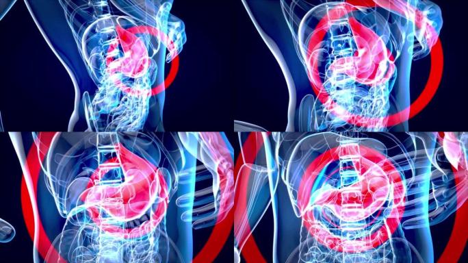 4k胃系统的抽象解剖动画