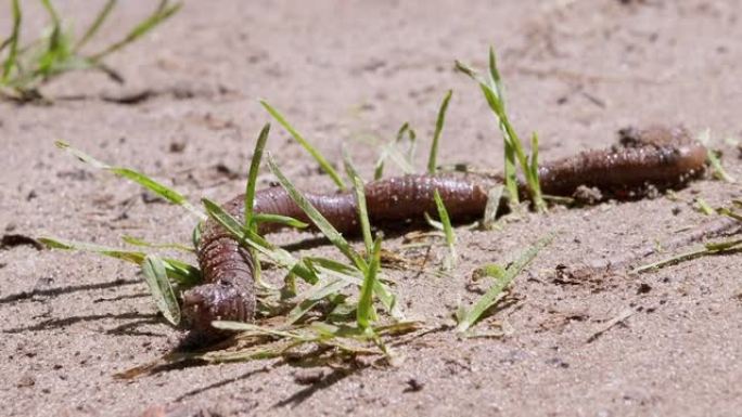 蚯蚓在阳光照射下的草地上在湿沙上爬行。缩放。特写