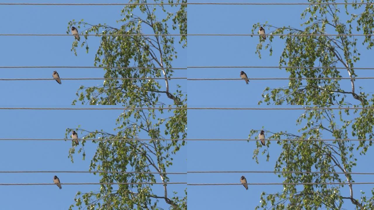 蓝天背景上的一群鸟，在电线上休息。