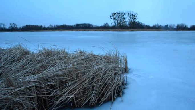 冻湖和树木岸边的芦苇