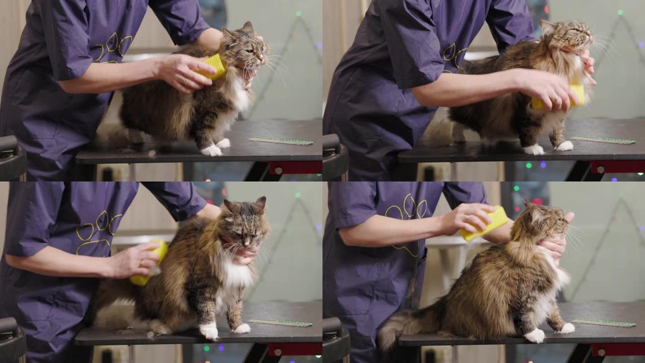 梳理，在沙龙里为动物梳理一只Maincoon猫。美容师用梳子剪发刮猫的皮毛。