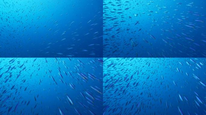 加勒比海/库拉索岛珊瑚礁绿松石水中的鱼群