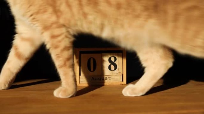 世界猫日，木历上的8月8日与姜猫