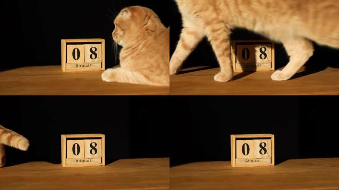 世界猫日，木历上的8月8日与姜猫