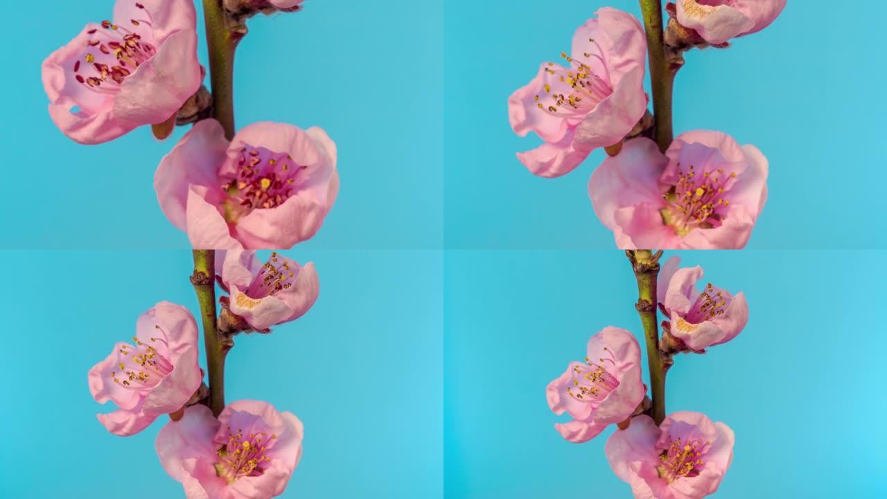 桃花在蓝色背景下盛开，格式延时4k视频。春天李的视频。