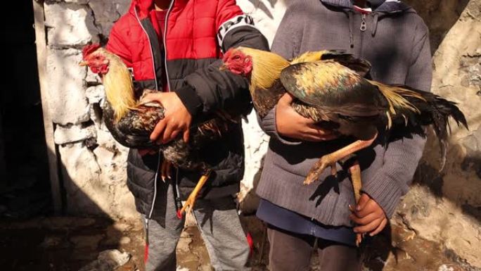 冬天结束时，有2个孩子在乡下抱着2只公鸡，下雪。
村子里的家禽。
鸡有机，免费的动物。
野外家禽。
