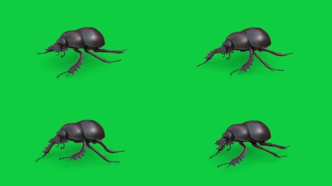 右上视图粪甲虫循环动画在绿屏背景股票镜头