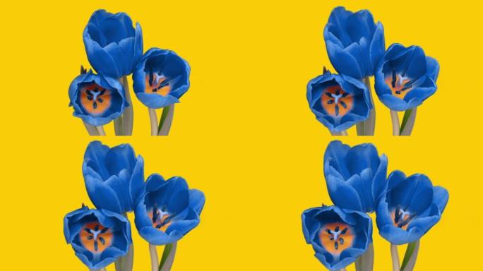 黄色背景上的一束美丽的蓝色郁金香，乌克兰国旗的颜色，争取独立和不可侵犯的斗争概念，对抗