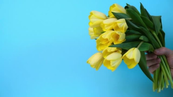 一个人的手在蓝色背景上伸出一束美丽的黄色郁金香。