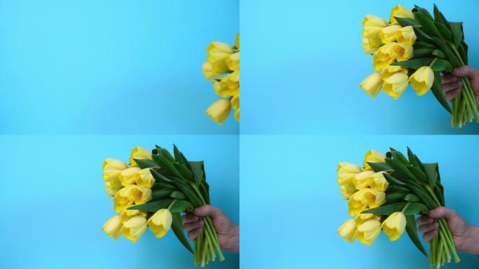 一个人的手在蓝色背景上伸出一束美丽的黄色郁金香。