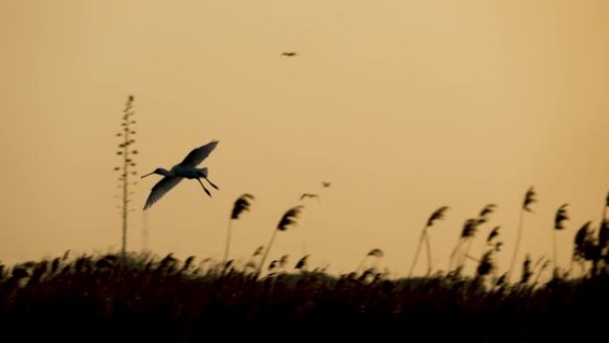 黄昏时分，一只黑面琵鹭正降落在池塘里。慢动作。