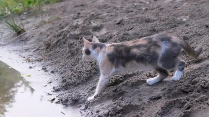 一只无家可归的饥饿的三色猫在河岸边用青蛙打猎。4K