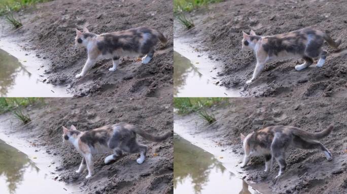 一只无家可归的饥饿的三色猫在河岸边用青蛙打猎。4K