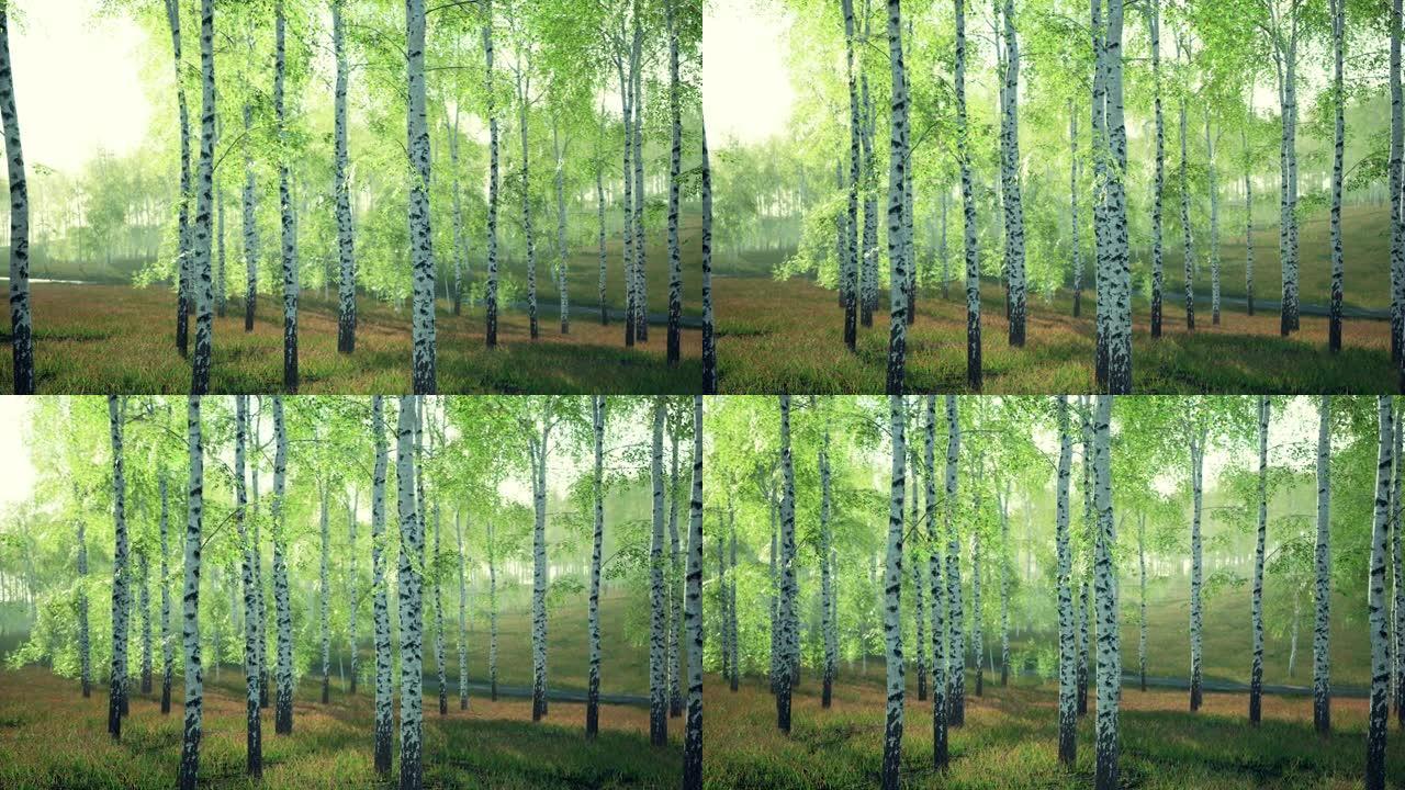 夏季森林中的白桦树