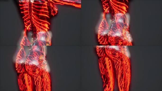 人体解剖扫描显示血液循环的分析