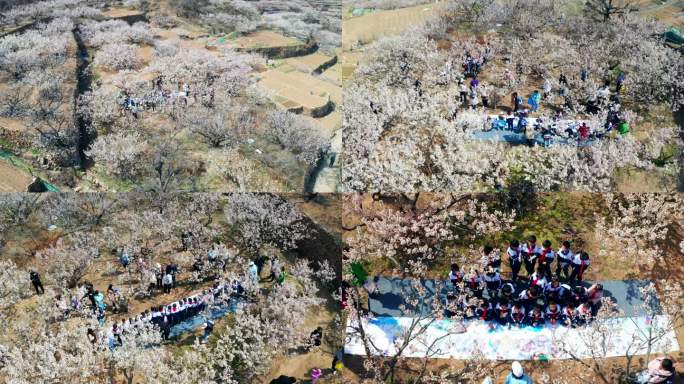 春天山谷樱花盛开孩子画画-崂山北九水