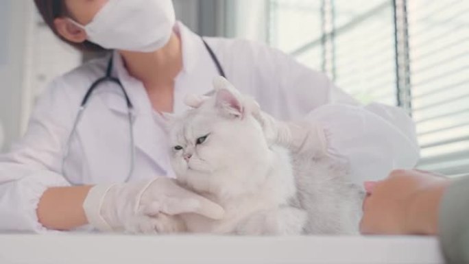亚洲兽医在兽医诊所预约时检查猫。专业兽医医生站在检查台上，用听诊器工作，在宠物医院检查小动物小猫