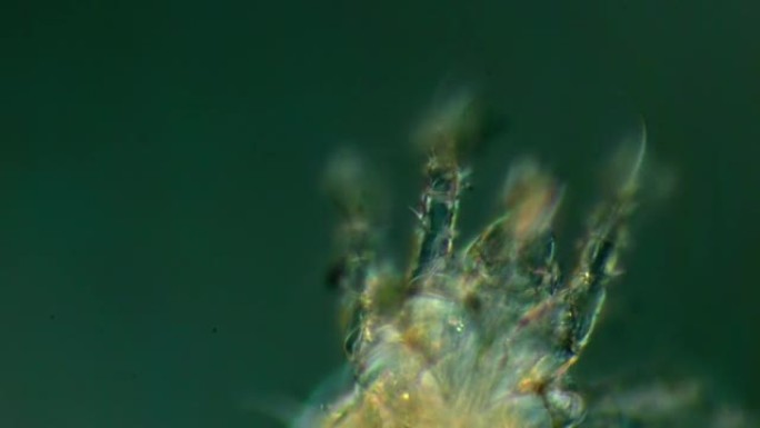 螨虫显微镜