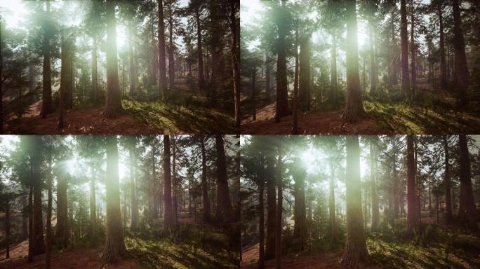 红杉国家公园巨型森林树林中的巨型红杉