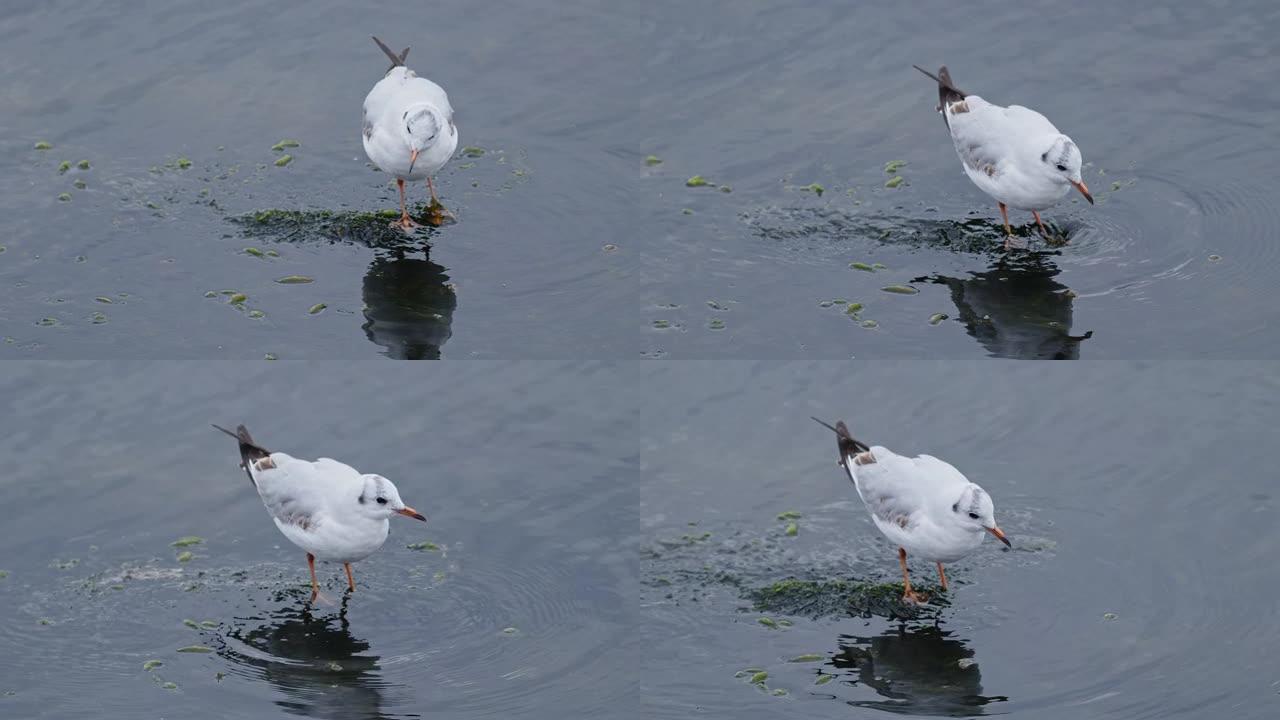 海水中的动物鸟海鸥