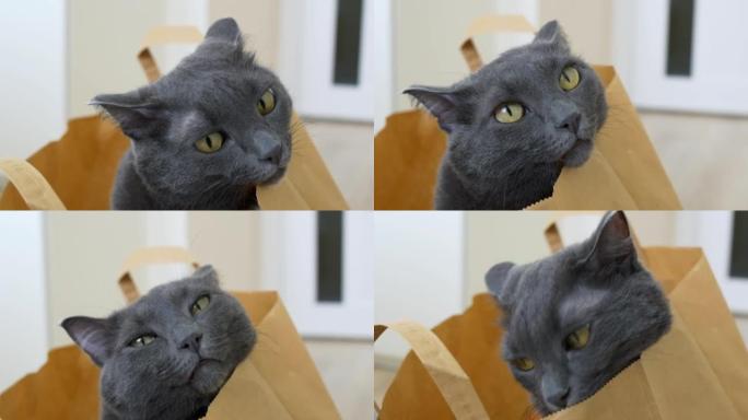 一只可爱的灰猫的枪口特写镜头，它坐在商店的纸袋里。家猫在房子里的有趣生活。对宠物的爱。猫环顾四周