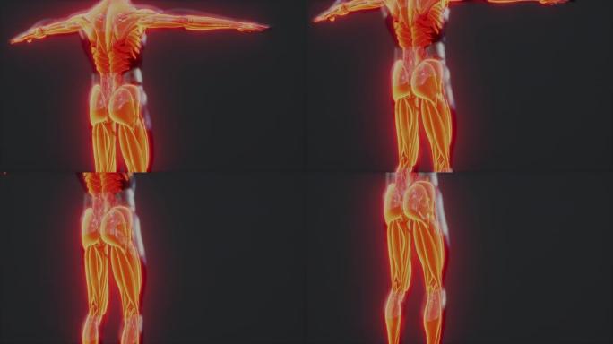 人体肌肉系统解剖信息图