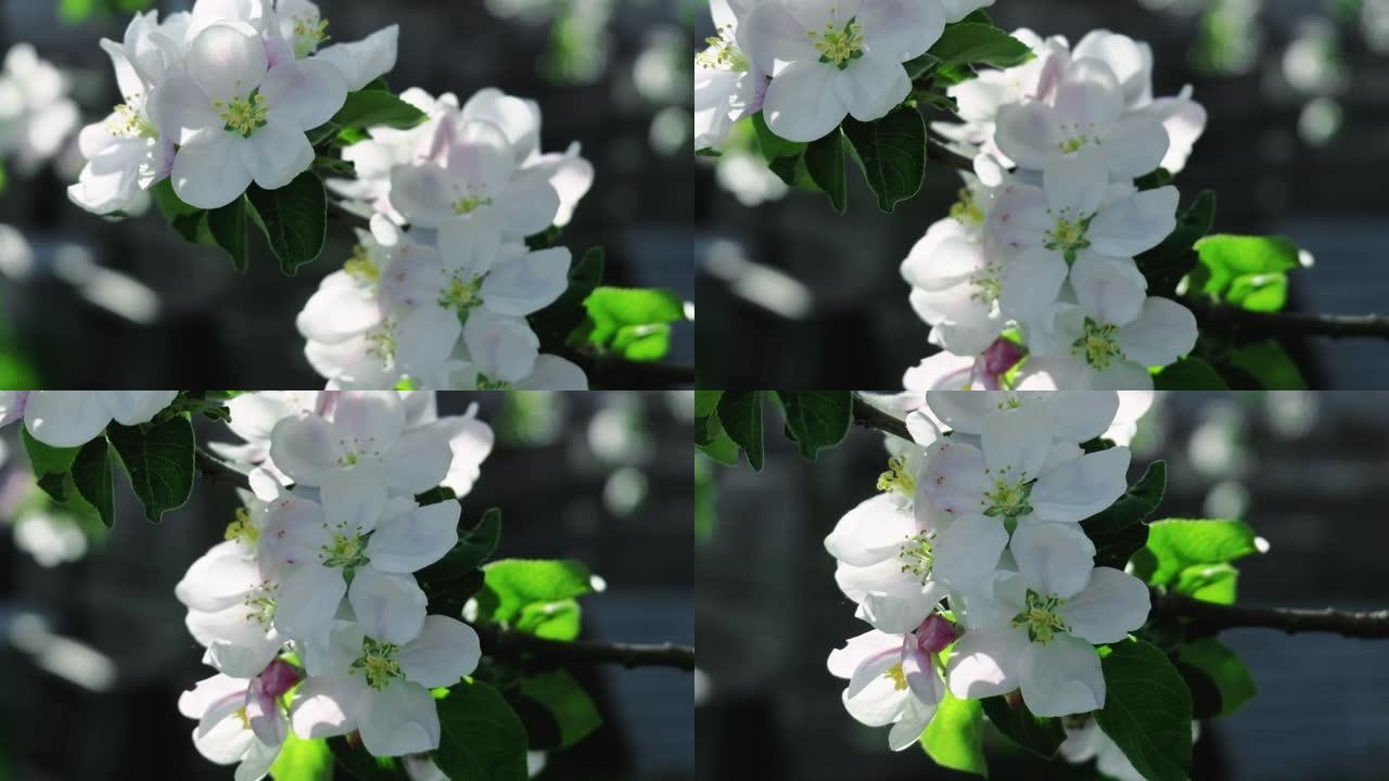 开花美丽的春天自然白花