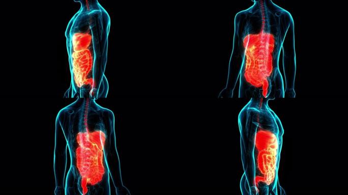 人体消化系统解剖学