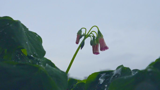 4K实拍，春雨飘落在野花花朵和叶子上。