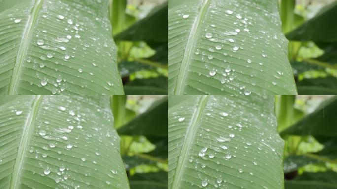 雨落在香蕉树的叶子上。