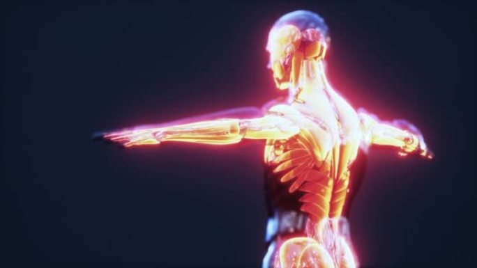 人体肌肉系统解剖信息图