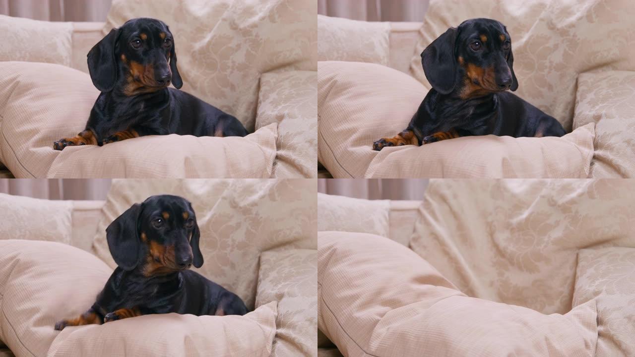 黑色的腊肠狗躺在床上柔软的枕头上，靠着毯子和吠叫逃跑的特写镜头