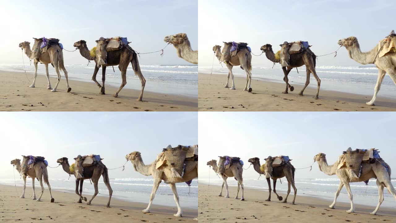 一个骆驼(单峰骆驼)商队背着袋子沿着海滩走。