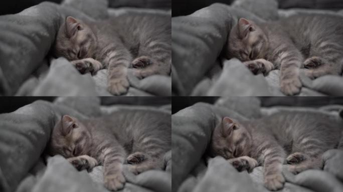 小灰色苏格兰直小猫甜蜜地睡在沙发上的灰色床罩上。主题是对宠物的关心和爱。保护和照顾无助的动物。英国婴