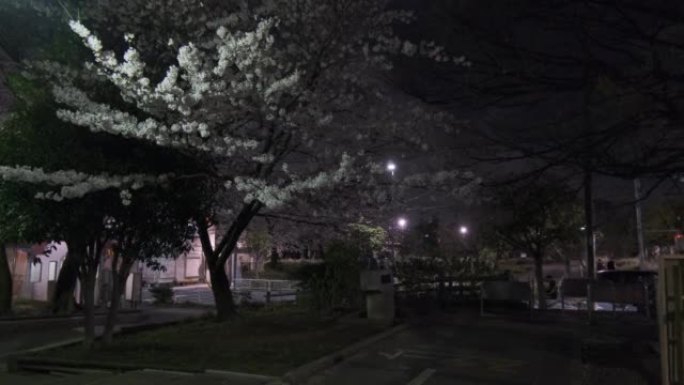 东京仙台波里川公园樱花夜景2022