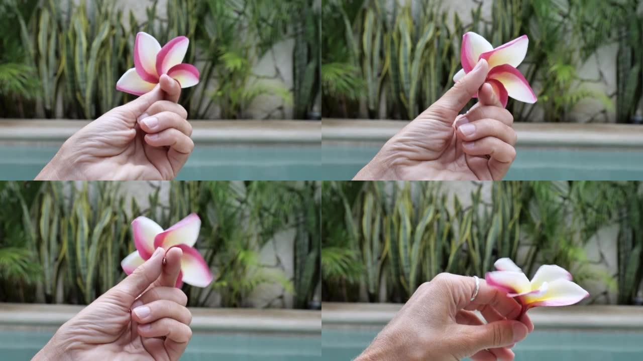 慢动作: 手持热带背景下的粉红色热带花朵