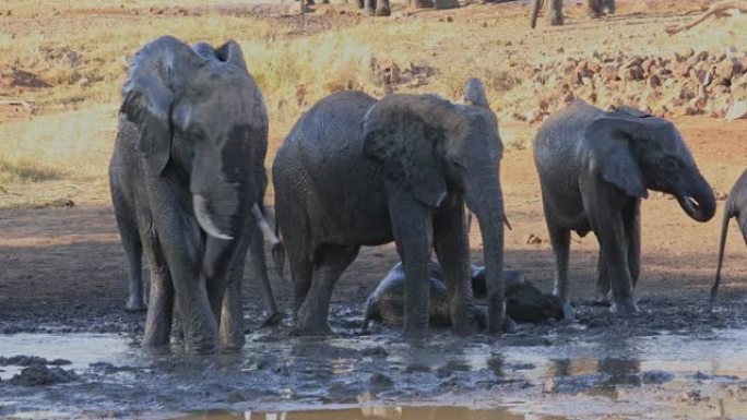 南非克鲁格国家公园泥泞水坑中的非洲象