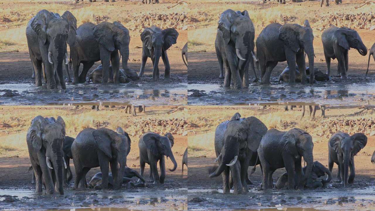 南非克鲁格国家公园泥泞水坑中的非洲象